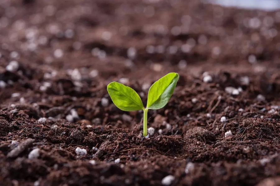 医生面对死亡怎么办,医生第一次面对死亡怎么安慰