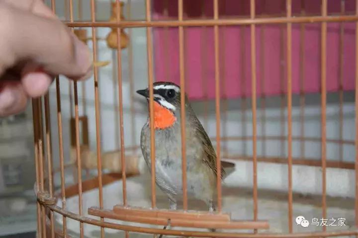 蓝点颏冬季,靛颏冬季饲养管理