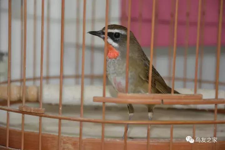 蓝点颏冬季,靛颏冬季饲养管理