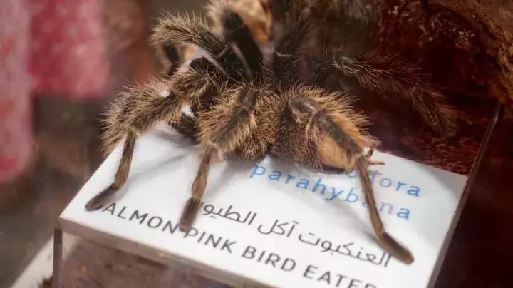 刺激的游乐场把男生吓哭了,刺激的游乐项目把人吓死