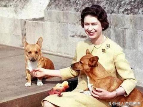 女王最喜欢哪个柯基,女王最喜欢的柯基犬