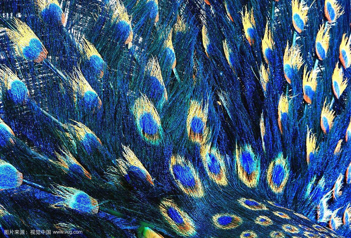 没有买卖就没有杀害！为了利益，商人们盯上了孔雀和它们的蛋……