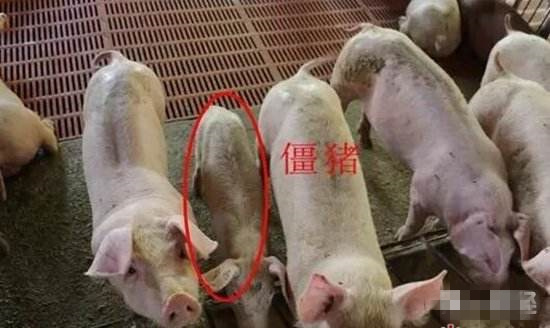 老兽医教你一招,老兽医如何治疗细小病毒