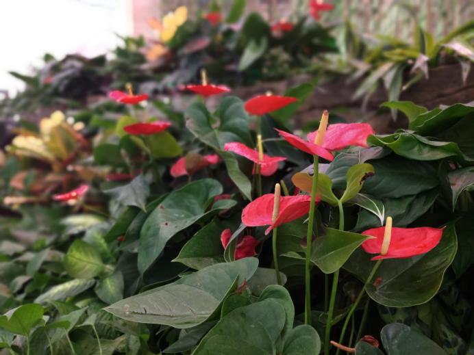 金立s11s深度测评,金立s11是全面屏手机吗