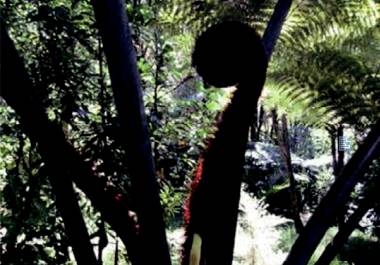 在新西兰我连吃两顿杭伊,还和毛利武士干了一架|出发吧