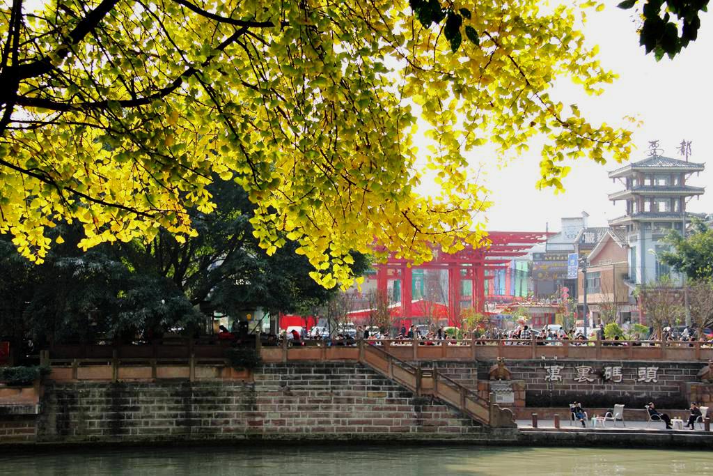 又到银杏叶黄时,又到一年银杏黄