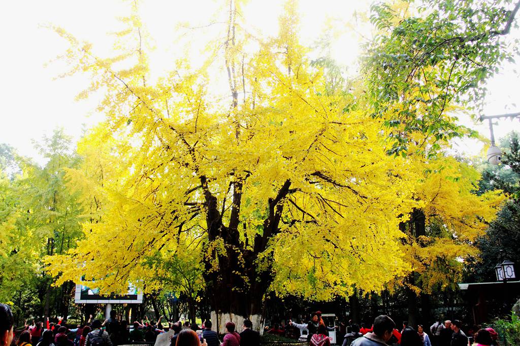 又到银杏叶黄时,又到一年银杏黄