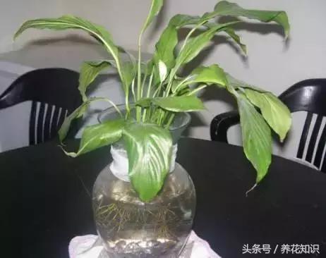 水培绿萝养鱼就没虫了吗,水培绿萝养鱼