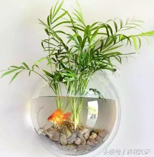 水培绿萝养鱼就没虫了吗,水培绿萝养鱼