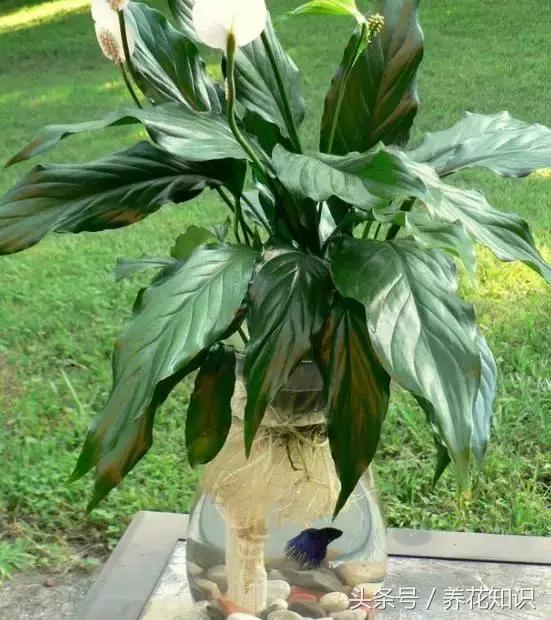 水培绿萝养鱼就没虫了吗,水培绿萝养鱼