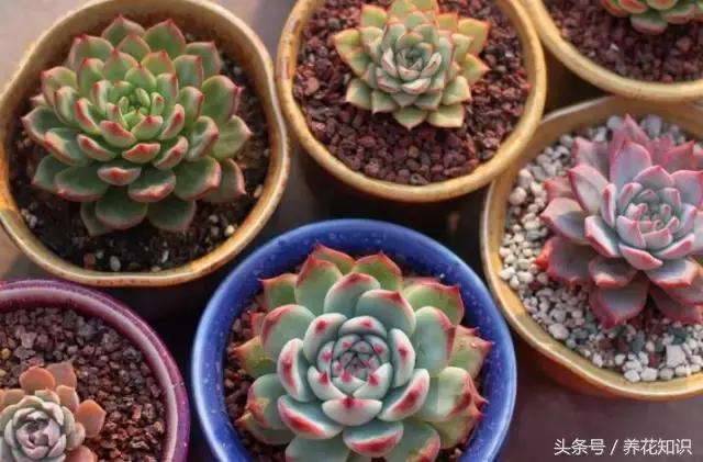 新买的多肉怎么养才能养好,养多肉的乐趣在于什么