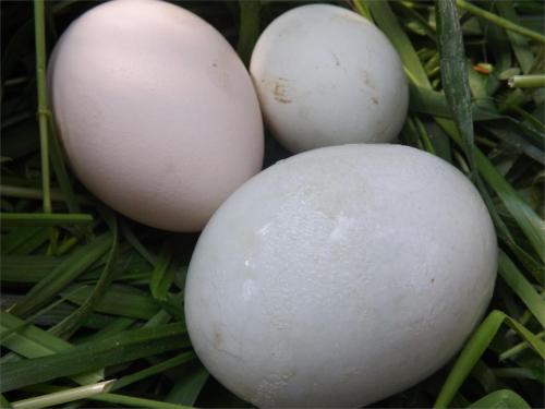 没有买卖就没有杀害！为了利益，商人们盯上了孔雀和它们的蛋……