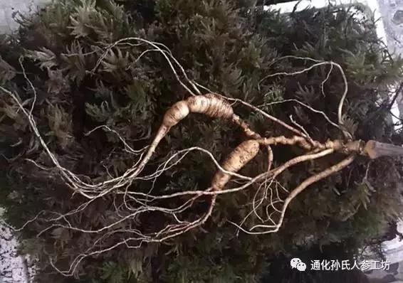 人参蜂王浆的正确吃法与功效,人参蜂王浆适宜人群