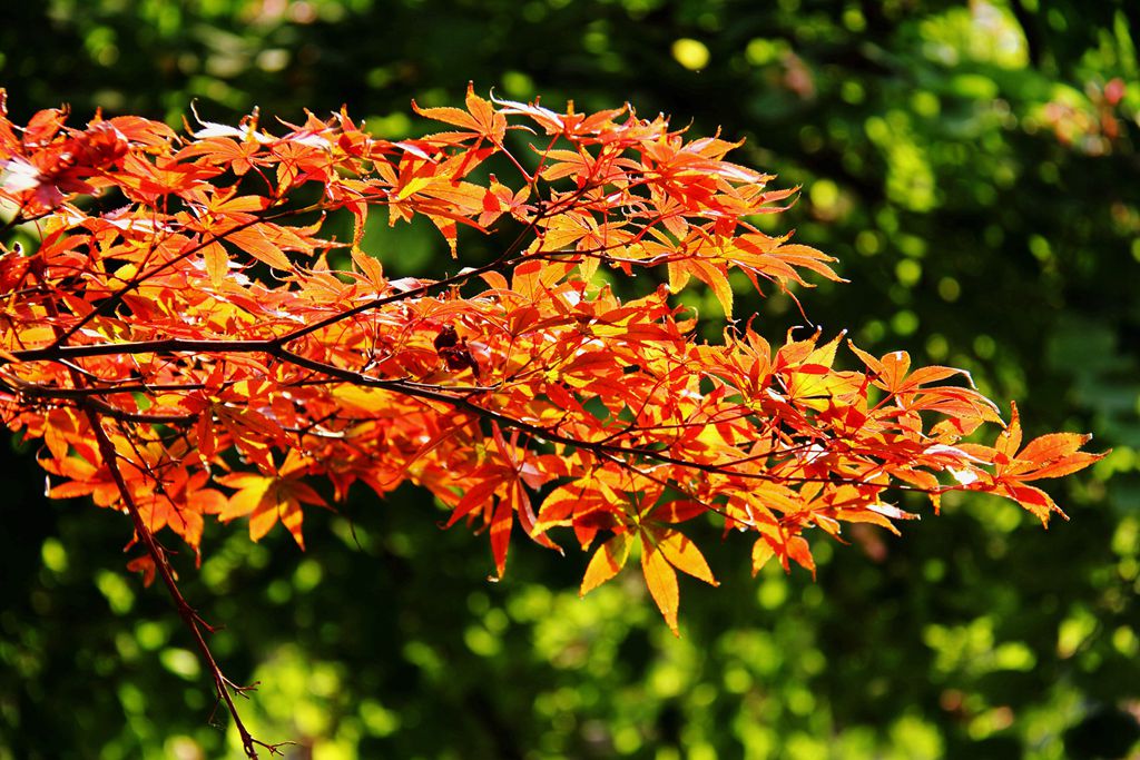 又到银杏叶黄时,又到一年银杏黄