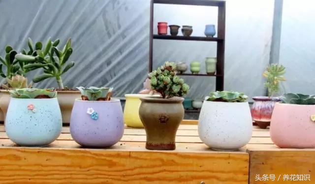 新买的多肉怎么养才能养好,养多肉的乐趣在于什么