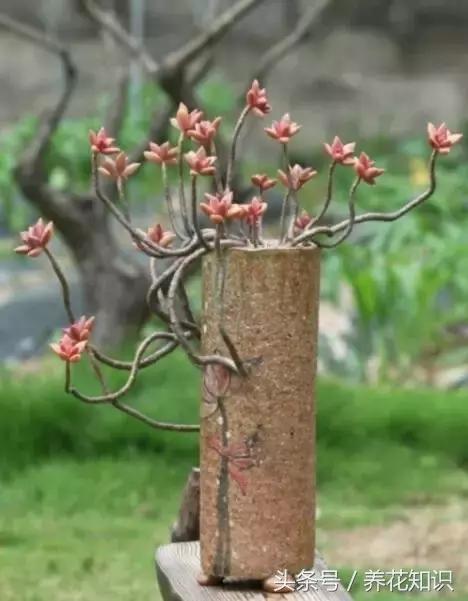 新买的多肉怎么养才能养好,养多肉的乐趣在于什么