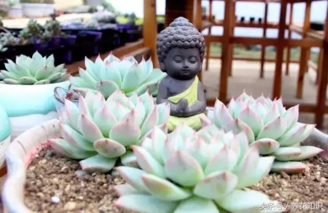 新买的多肉怎么养才能养好,养多肉的乐趣在于什么