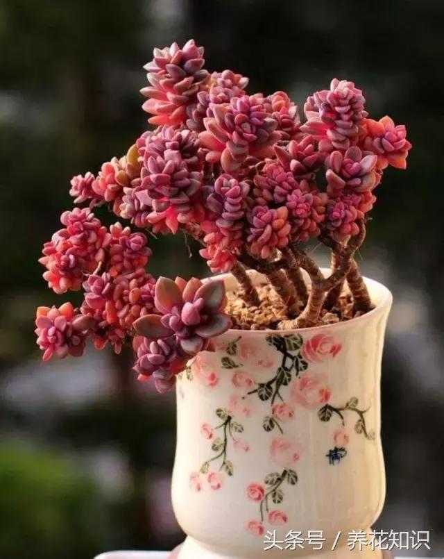 新买的多肉怎么养才能养好,养多肉的乐趣在于什么