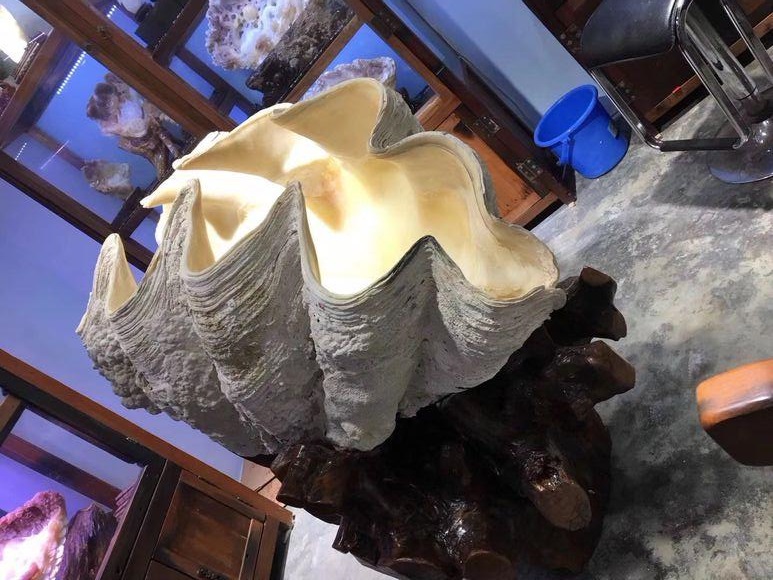 砗磲玉石怎么鉴别,海南玉化鉴定视频大全