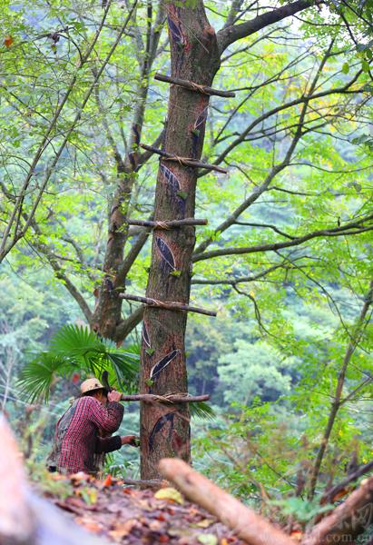 割漆匠一个快要失传的技艺，因为百分之九八的人对生漆过敏。