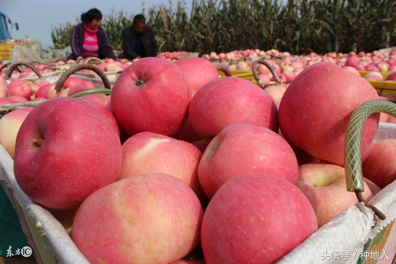 未来5年苹果价格走势,苹果价格低迷的原因是