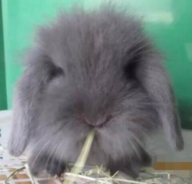 兔子垂耳兔挂链,垂耳兔挂链子