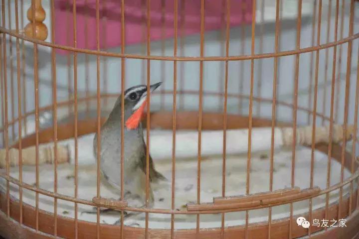 蓝点颏冬季,靛颏冬季饲养管理