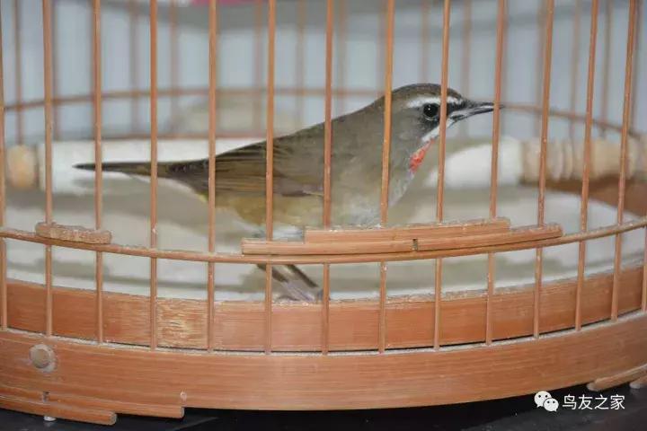 蓝点颏冬季,靛颏冬季饲养管理