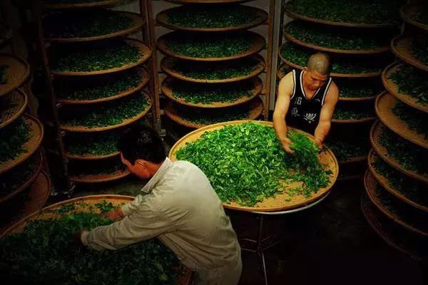 凤凰单丛为什么这么香,凤凰单丛真的有那么香吗