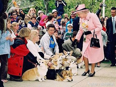 女王最喜欢哪个柯基,女王最喜欢的柯基犬