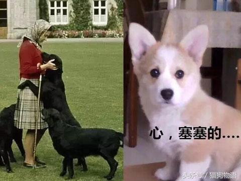 女王最喜欢哪个柯基,女王最喜欢的柯基犬