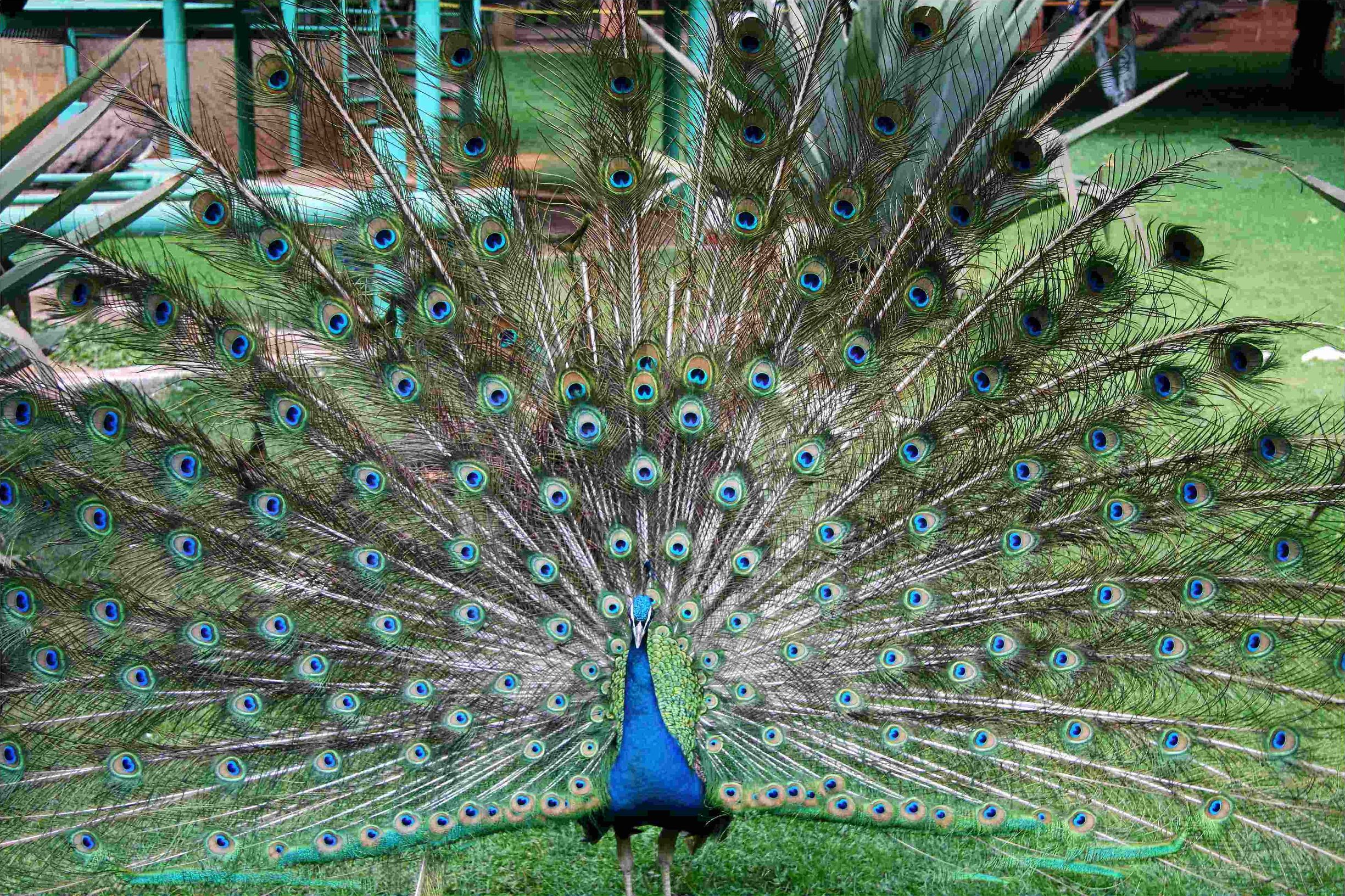 没有买卖就没有杀害！为了利益，商人们盯上了孔雀和它们的蛋……