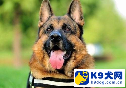 德牧难受时会有什么表现,k9狗粮为什么很容易臭