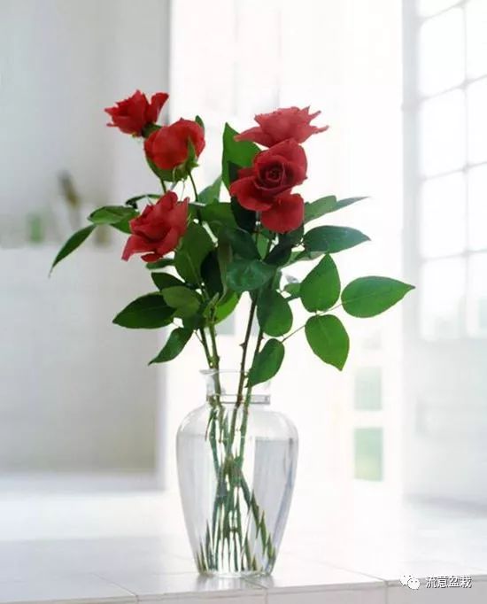 塑料瓶扦插什么花最好,花的瓶插方法