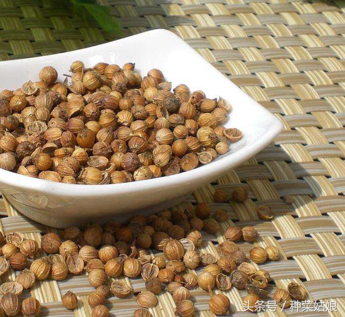 在家种香菜出苗率100%的绝招,种的香菜出苗又细又高怎么办