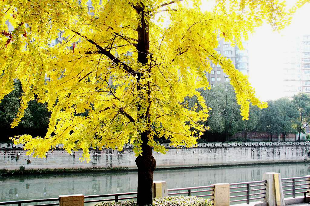 又到银杏叶黄时,又到一年银杏黄