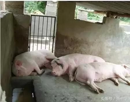 治猪病的草药,什么药能治猪的百病