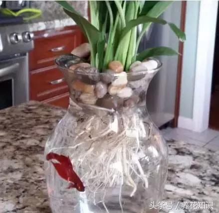 水培绿萝养鱼就没虫了吗,水培绿萝养鱼