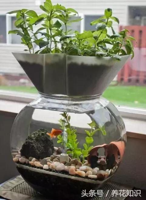 水培绿萝养鱼就没虫了吗,水培绿萝养鱼