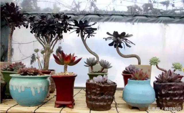 新买的多肉怎么养才能养好,养多肉的乐趣在于什么