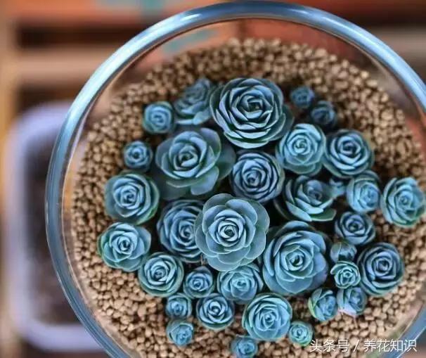 新买的多肉怎么养才能养好,养多肉的乐趣在于什么