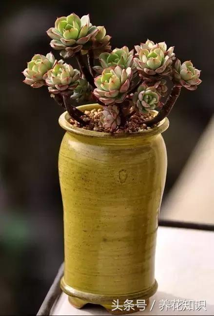 新买的多肉怎么养才能养好,养多肉的乐趣在于什么