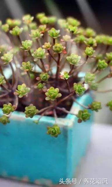 新买的多肉怎么养才能养好,养多肉的乐趣在于什么