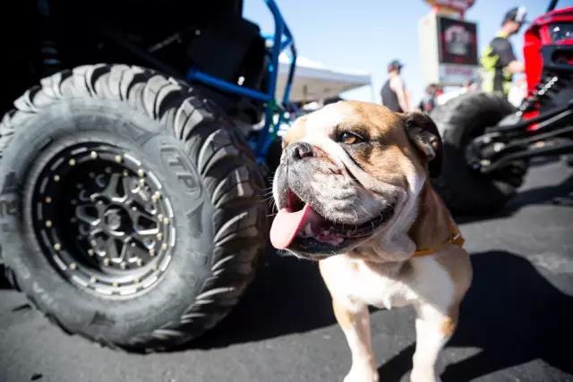 十种足以将狗狗致死的事情！