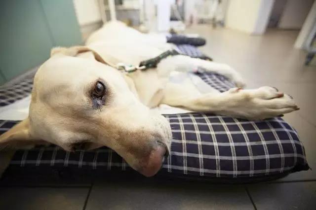 十种足以将狗狗致死的事情！