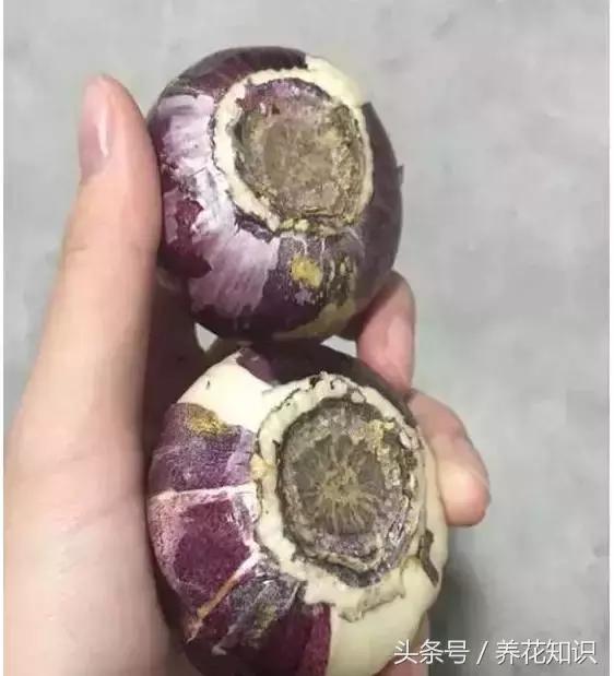 金钱树球根烂了还能救活吗,铁树的根全部烂了还能救活吗