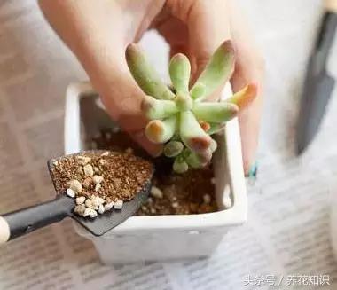 金钱树球根烂了还能救活吗,铁树的根全部烂了还能救活吗