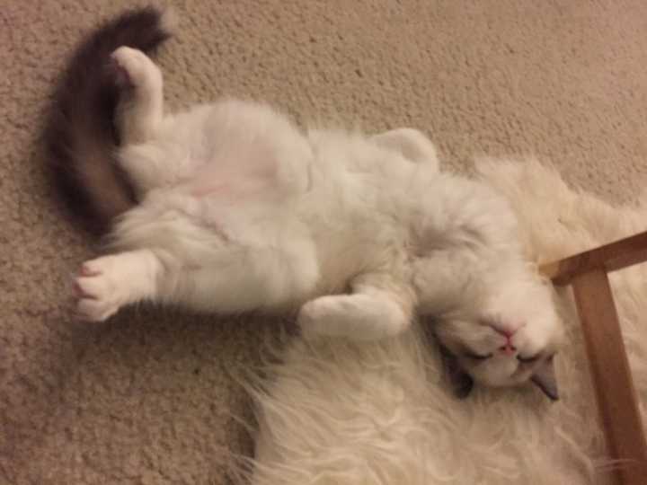 布偶猫网上购买去哪里买靠谱,布偶猫从哪里买更便宜还靠谱