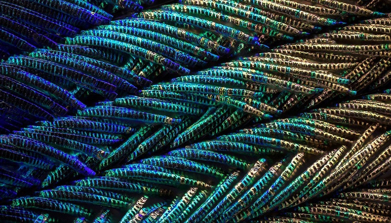 没有买卖就没有杀害！为了利益，商人们盯上了孔雀和它们的蛋……