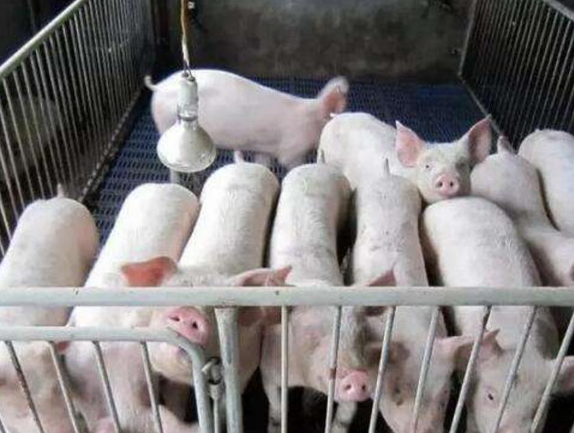 老兽医教你一招,老兽医如何治疗细小病毒